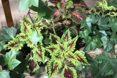 20180916_100340505_iOS-scaled