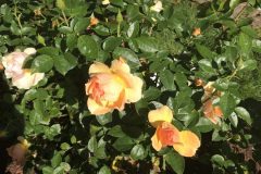 20180916_103806695_iOS-scaled