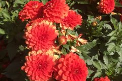 20180916_112715139_iOS-scaled