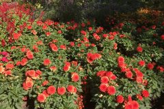 20180916_112720478_iOS-scaled