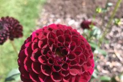 20180916_112816596_iOS-scaled