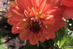 20180916_112851861_iOS-scaled