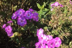 20180916_123435219_iOS-scaled