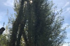 20180916_124038686_iOS-scaled