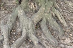 IMG_1445-scaled