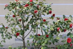 IMG_1479-scaled