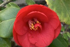 IMG_1481-scaled