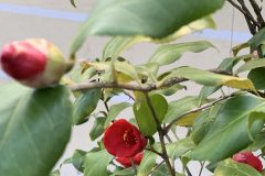 IMG_1482-scaled