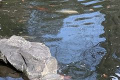 IMG_1494-scaled