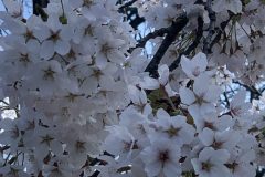 IMG_1505-scaled