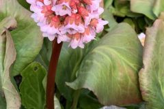 IMG_1508-scaled