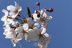 IMG_1520-scaled