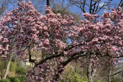 IMG_1527-scaled