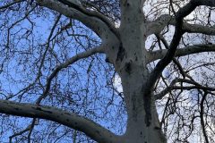 IMG_1584-scaled