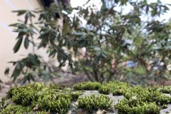 IMG_1590-scaled