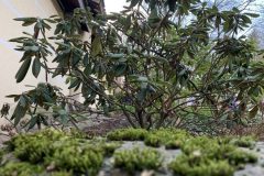 IMG_1591-scaled
