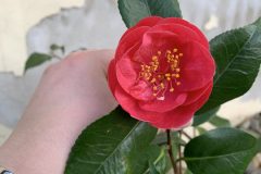 IMG_1594-scaled