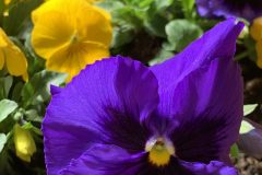 IMG_1633-scaled