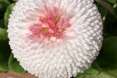 IMG_1638-scaled